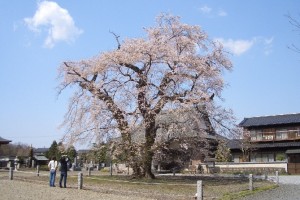 坂東市辺田・歓喜寺 江戸彼岸桜です