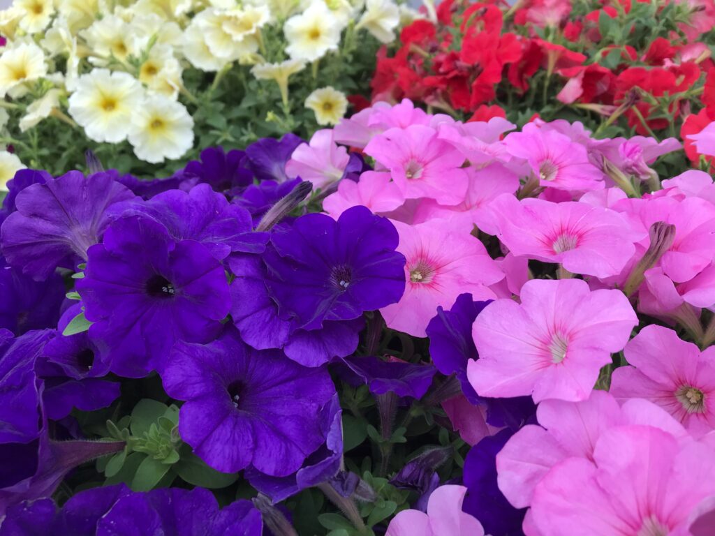 Members who shop will receive 2 pots of “petunia” ♡
