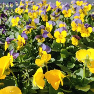 健康情報と11月フラワープレゼントのお知らせ