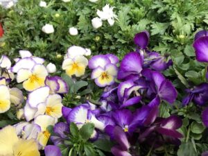 🌿いきいき健康ニュースと1月のフラワープレゼントセールのご案内