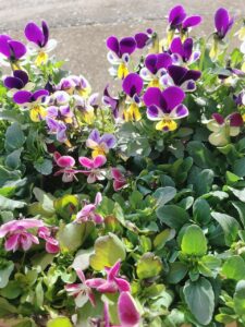 🌿 いきいき健康ニュースと2月のフラワープレゼントセール 🌸