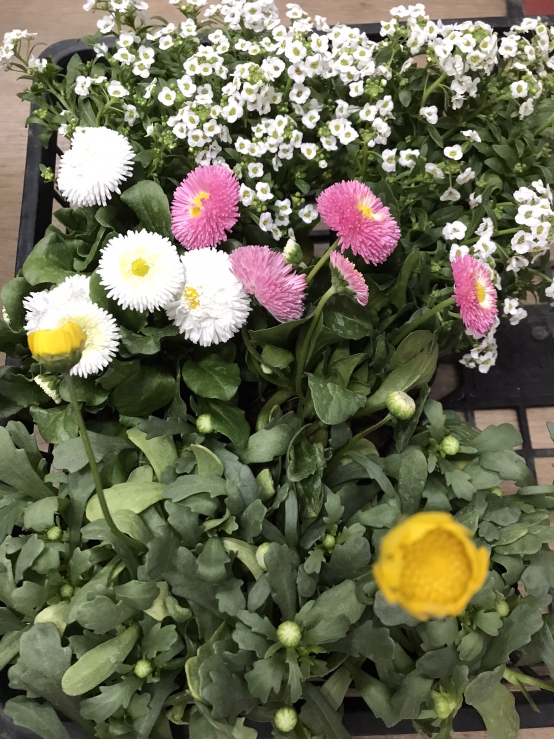 春のフラワープレゼントセールの花鉢