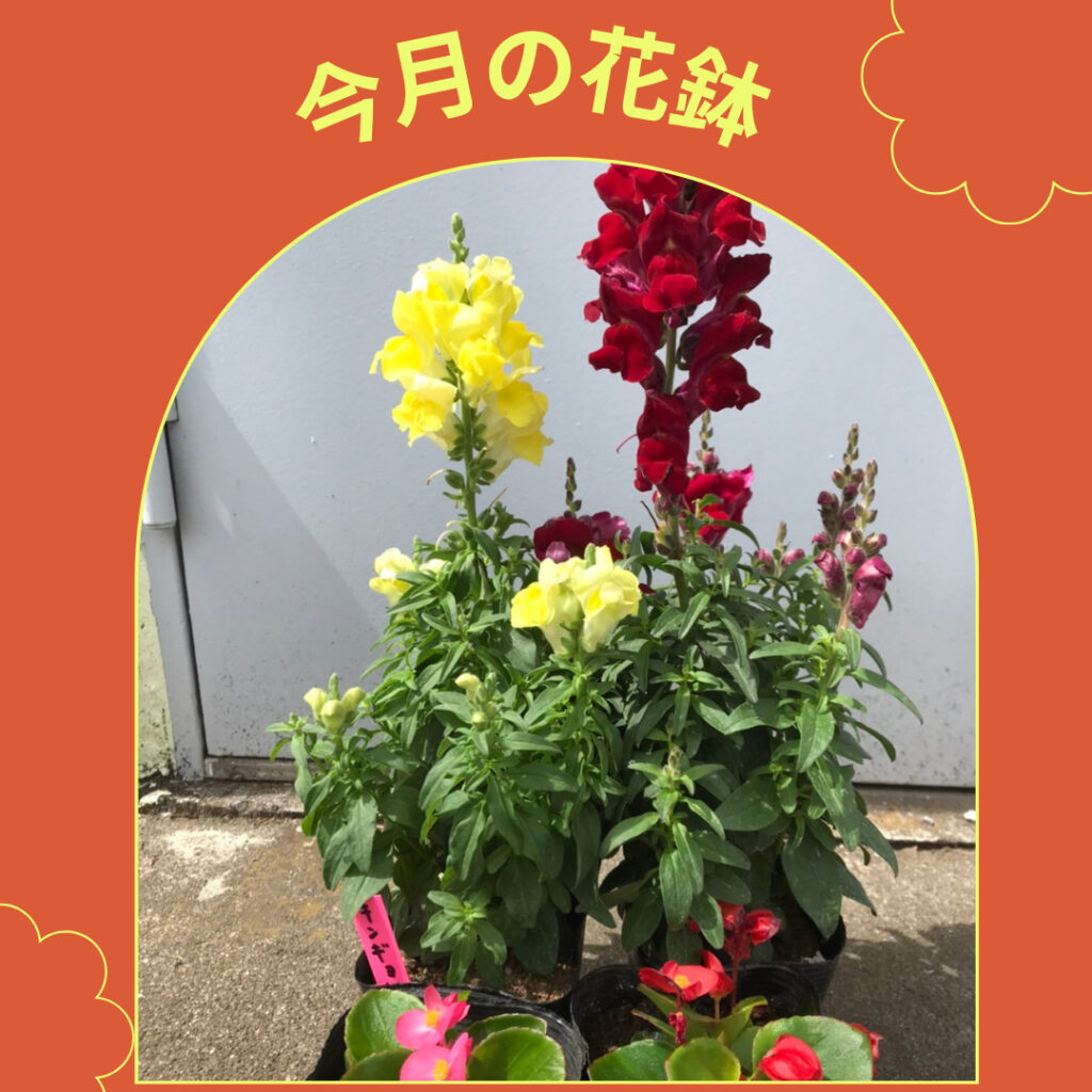 いきいき健康ニュースと4月フラワープレゼントセールのご案内