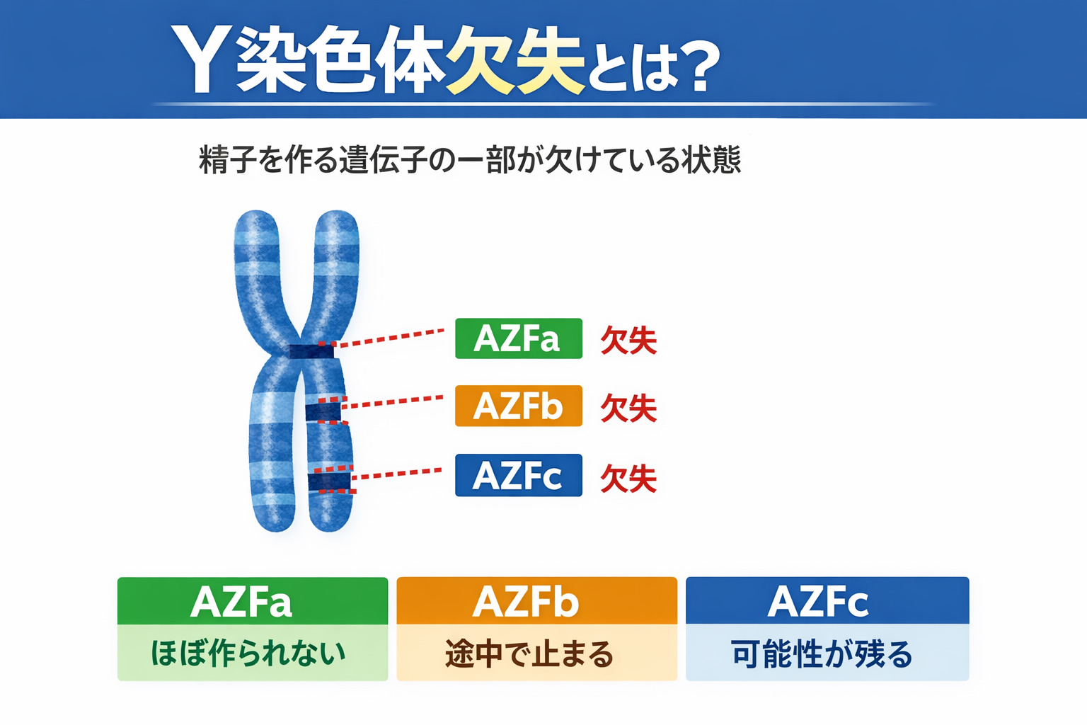 Y染色体微小欠失とAZFa AZFb AZFcの違い